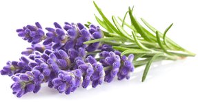 Click & Grow Plant Pod Lavender 9pcs
