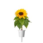 Sėklos išmaniesiems vazonams Click and Grow Smart Mini sunflower 3-pack