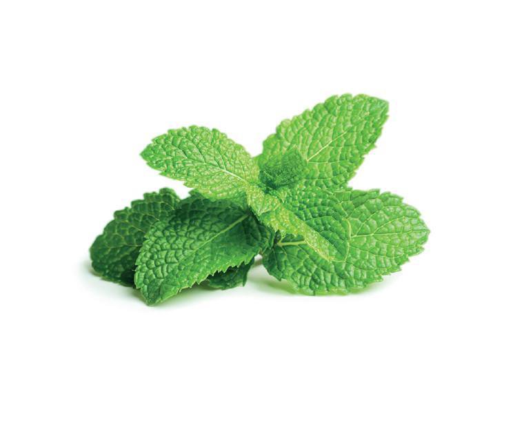 Click & Grow Smart Garden refill Peppermint 3pcs