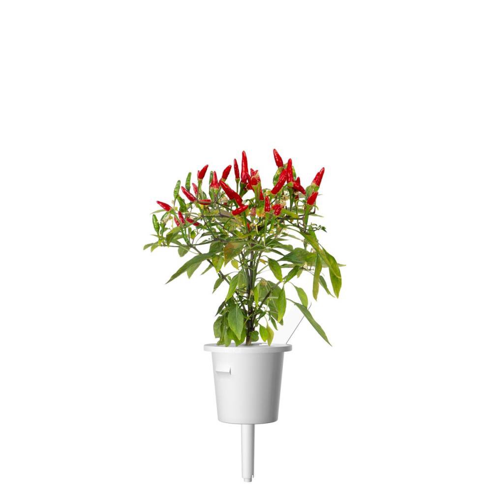Sėklos Click & Grow Smart Garden refill Piri Piri Chili Pepper 3pcs